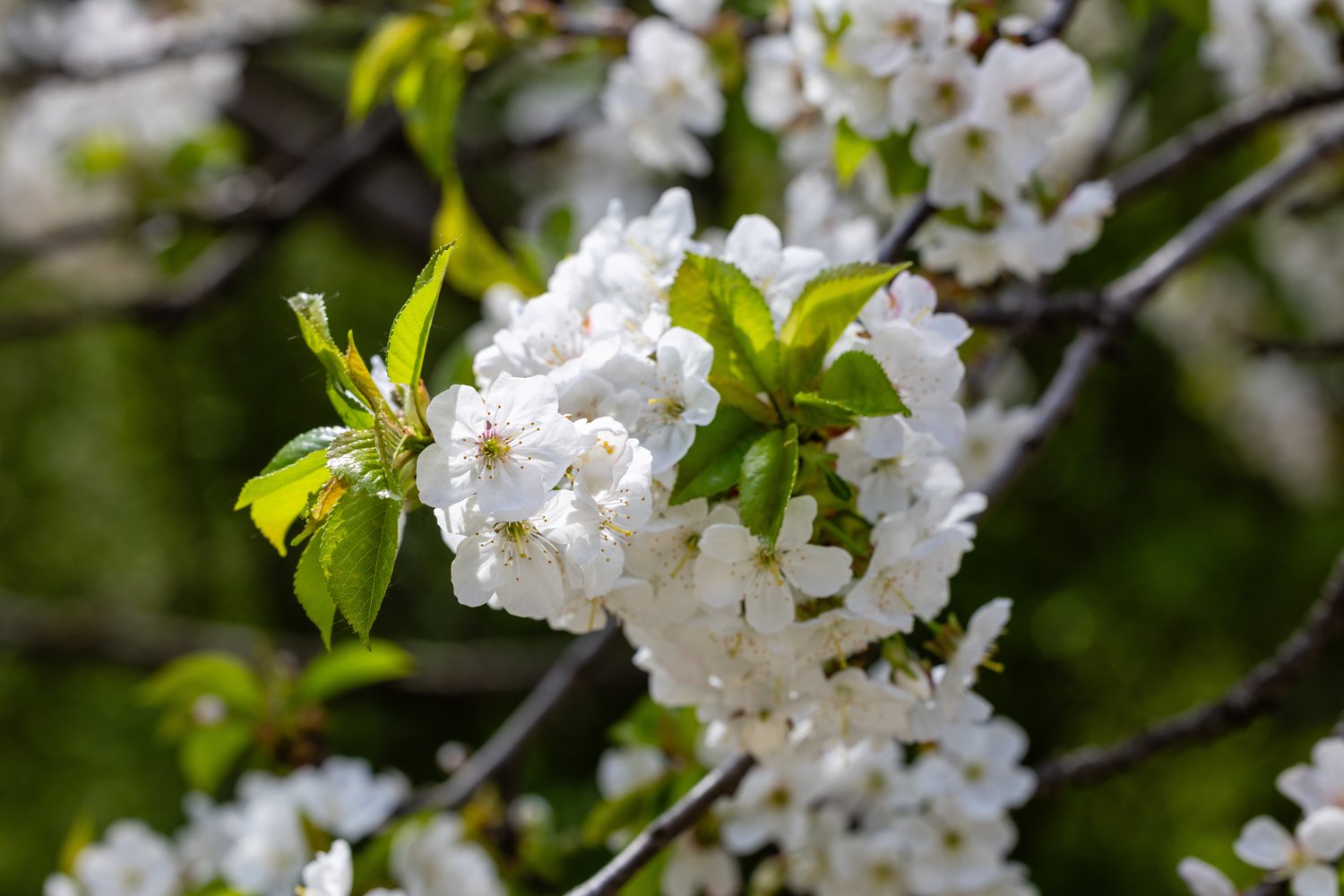 Prunus avium 'Heidi' E, (körsbär)