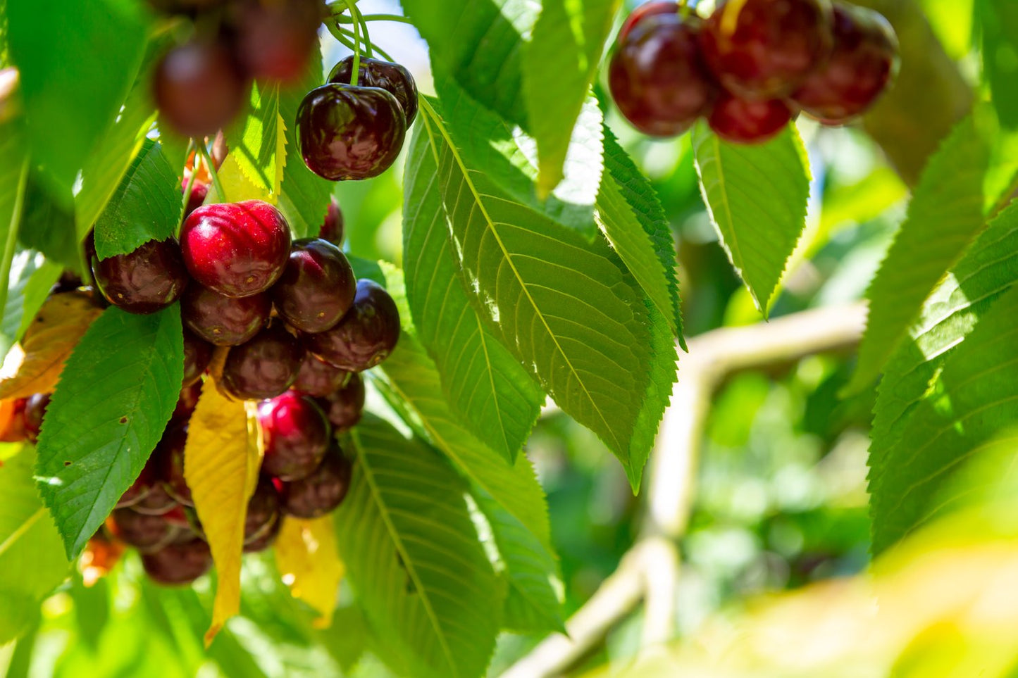 Prunus avium 'Kordia', (körsbär)