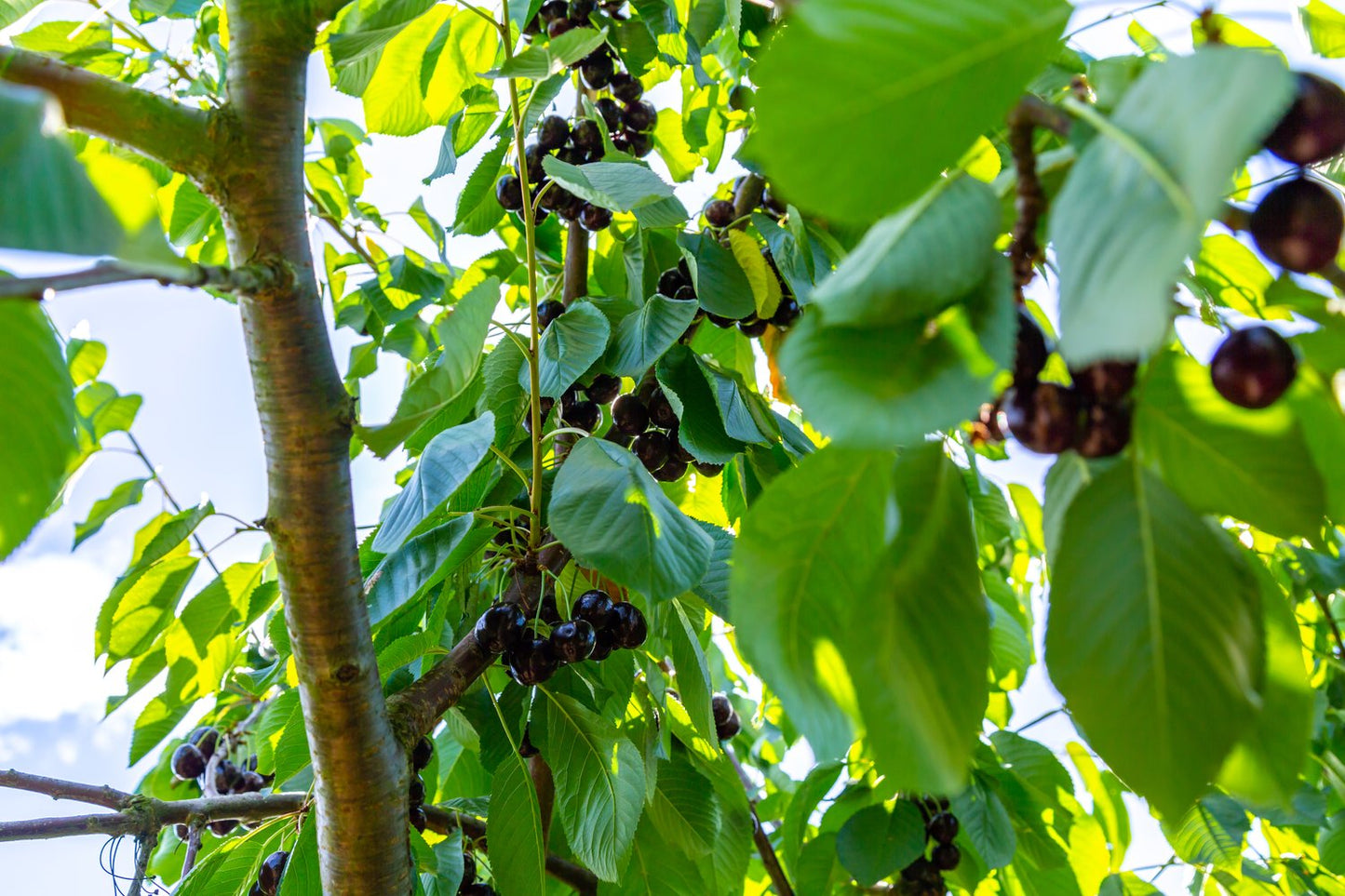 Prunus avium 'Kordia', (körsbär)