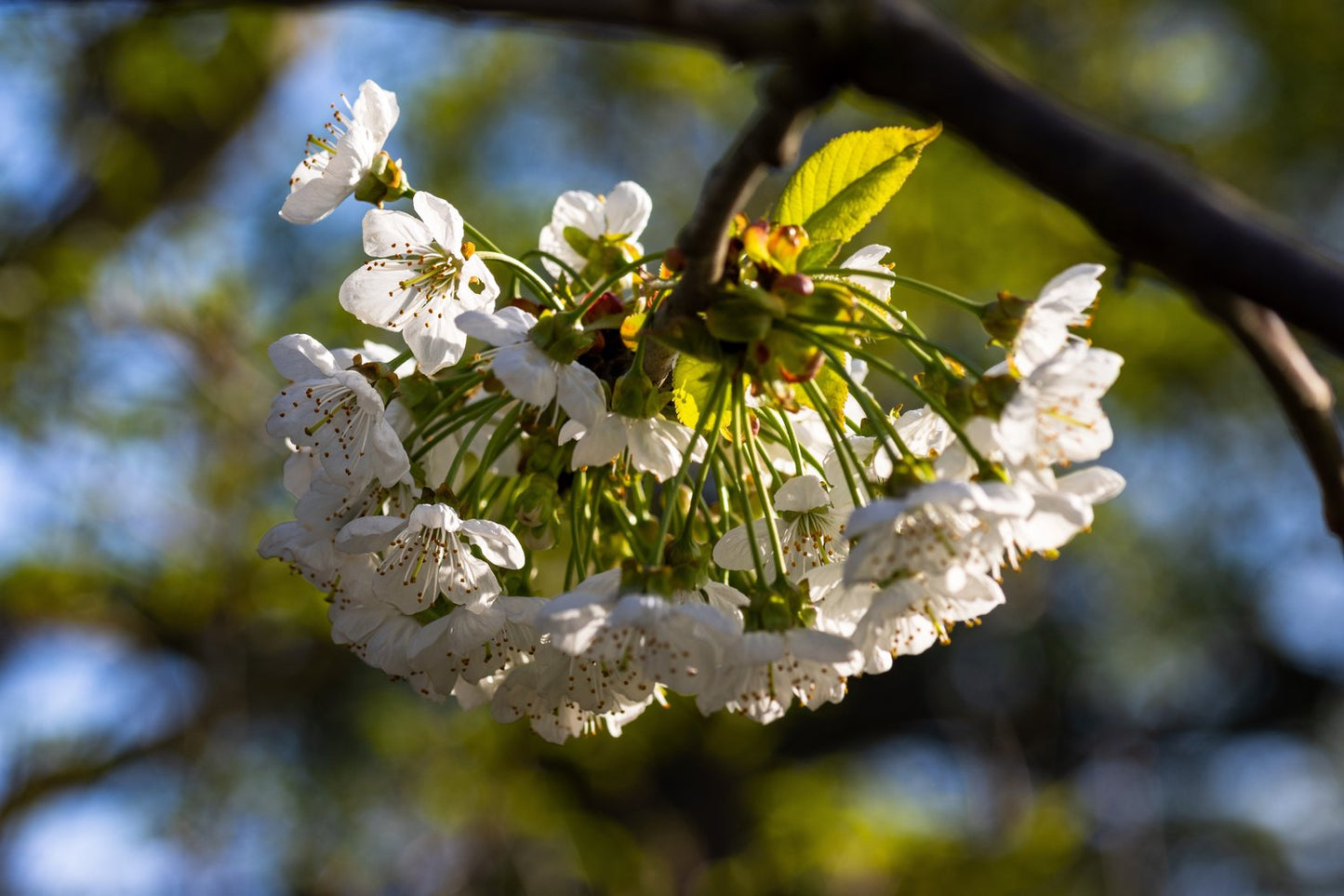 Prunus avium 'Kordia', (körsbär)