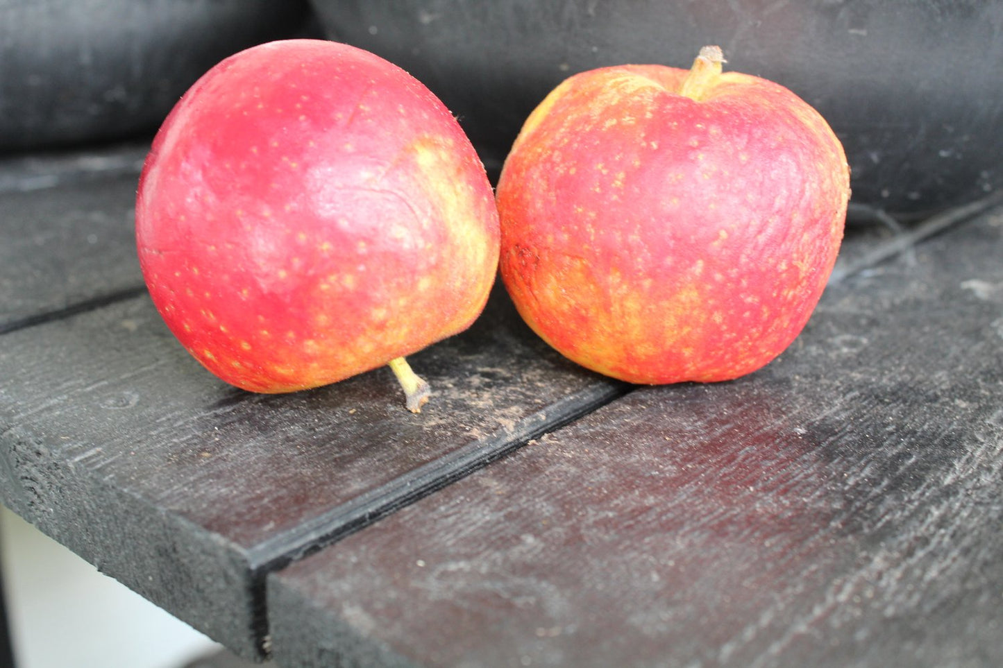 Malus domestica AGNES® E, (äpple), inkl. uppbindnings kit