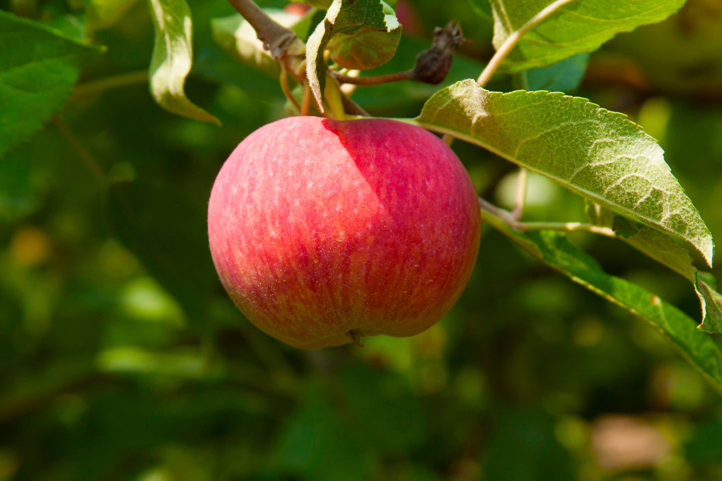 Malus domestica AGNES® E, (äpple)