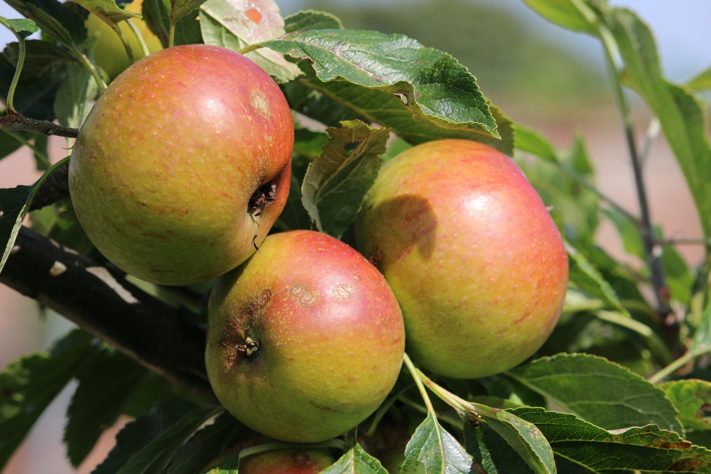 Malus domestica 'Filippa' E, (äpple), inkl. uppbindnings kit