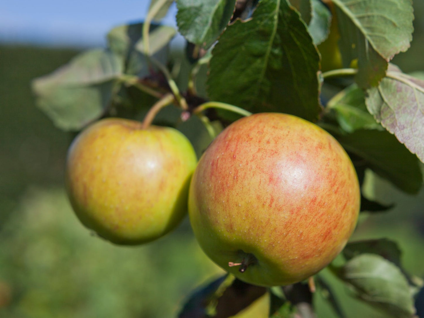 Malus domestica 'Filippa' E, (äpple), inkl. uppbindnings kit