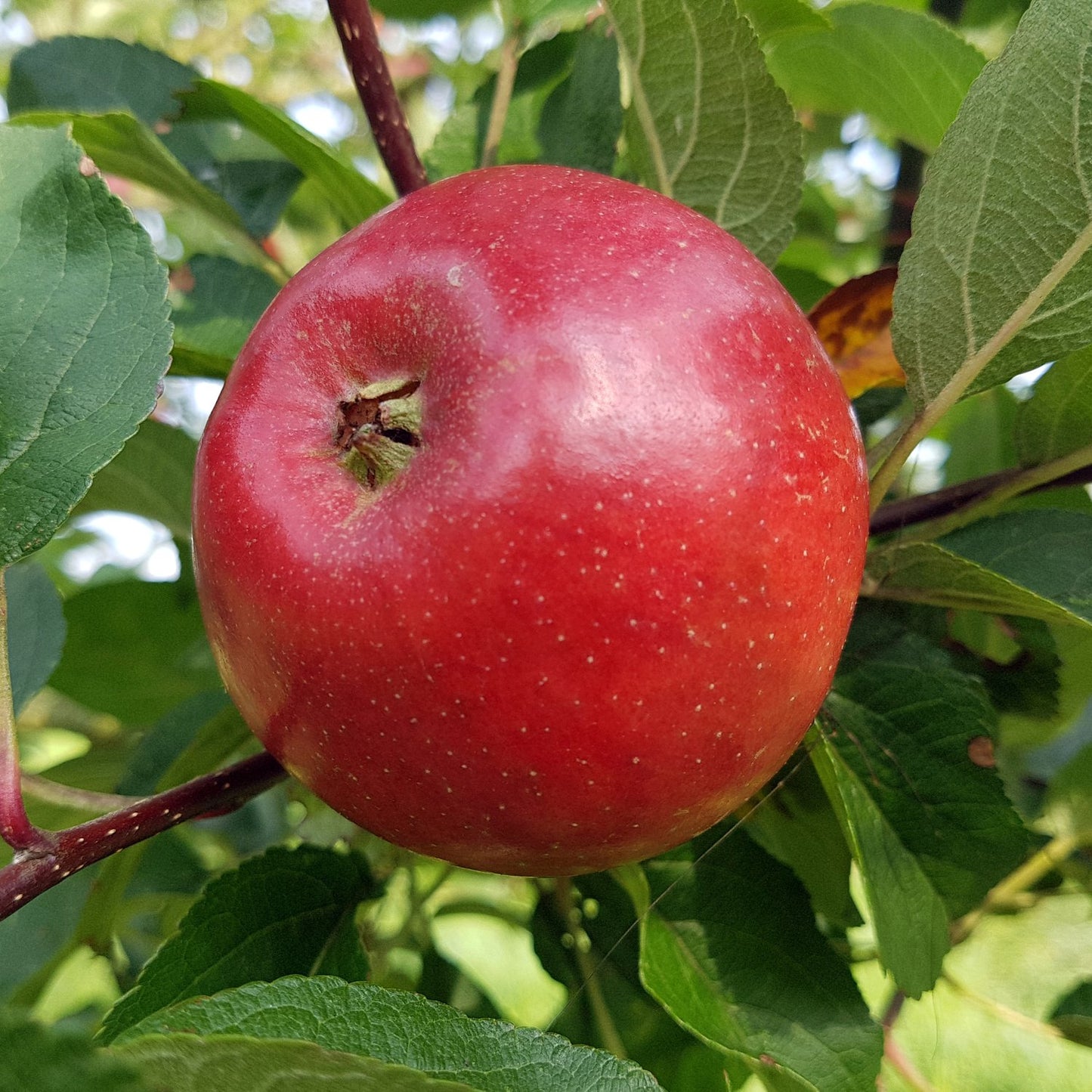 Malus domestica FOLKE® E, (äpple), inkl. uppbindnings kit
