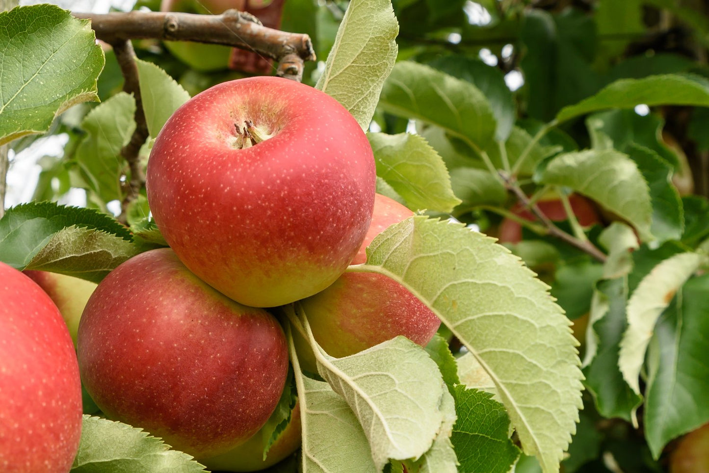 Malus domestica FOLKE® E, (äpple)