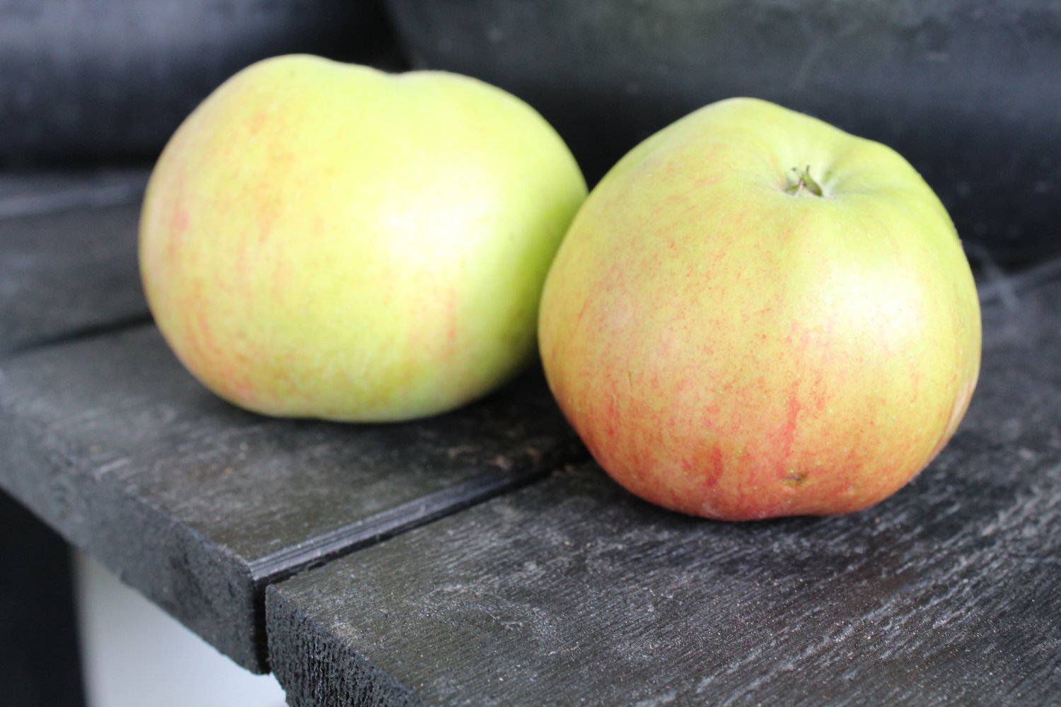 Malus domestica FOLKE® E, (äpple)