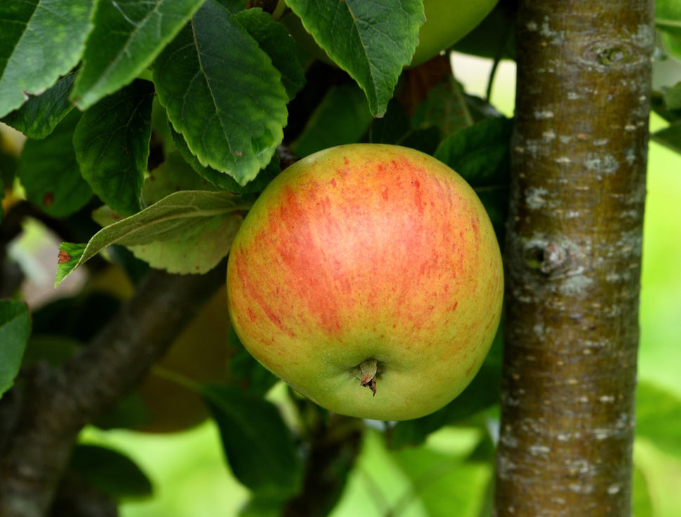 Malus domestica 'Gyllenkroks Astrakan' E, (äpple), inkl. uppbindnings kit