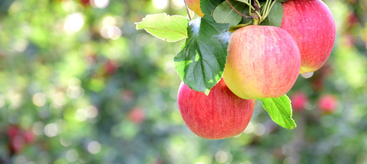 Malus domestica 'Gyllenkroks Astrakan' E, (äpple), inkl. uppbindnings kit