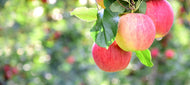 Malus domestica 'Gyllenkroks Astrakan' E, (äpple), inkl. uppbindnings kit