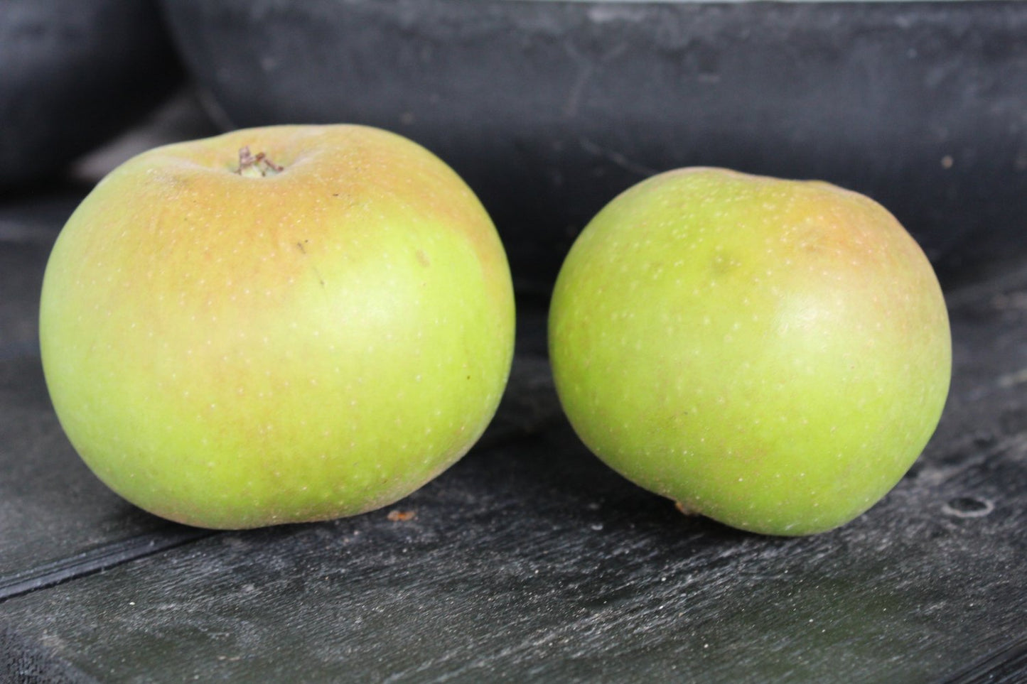Malus domestica 'Gyllenkroks Astrakan' E, (äpple), inkl. uppbindnings kit