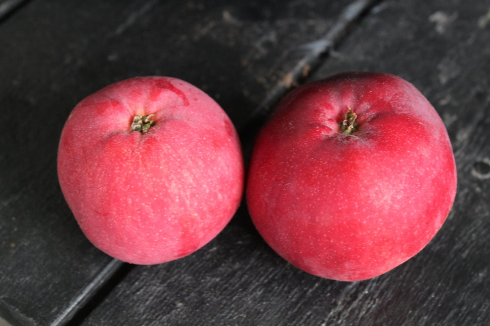 Malus domestica RÖD MELBA E, (äpple), inkl. uppbindnings kit
