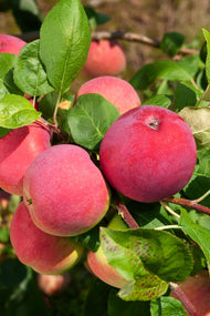 Malus domestica RÖD MELBA E, (äpple), inkl. uppbindnings kit