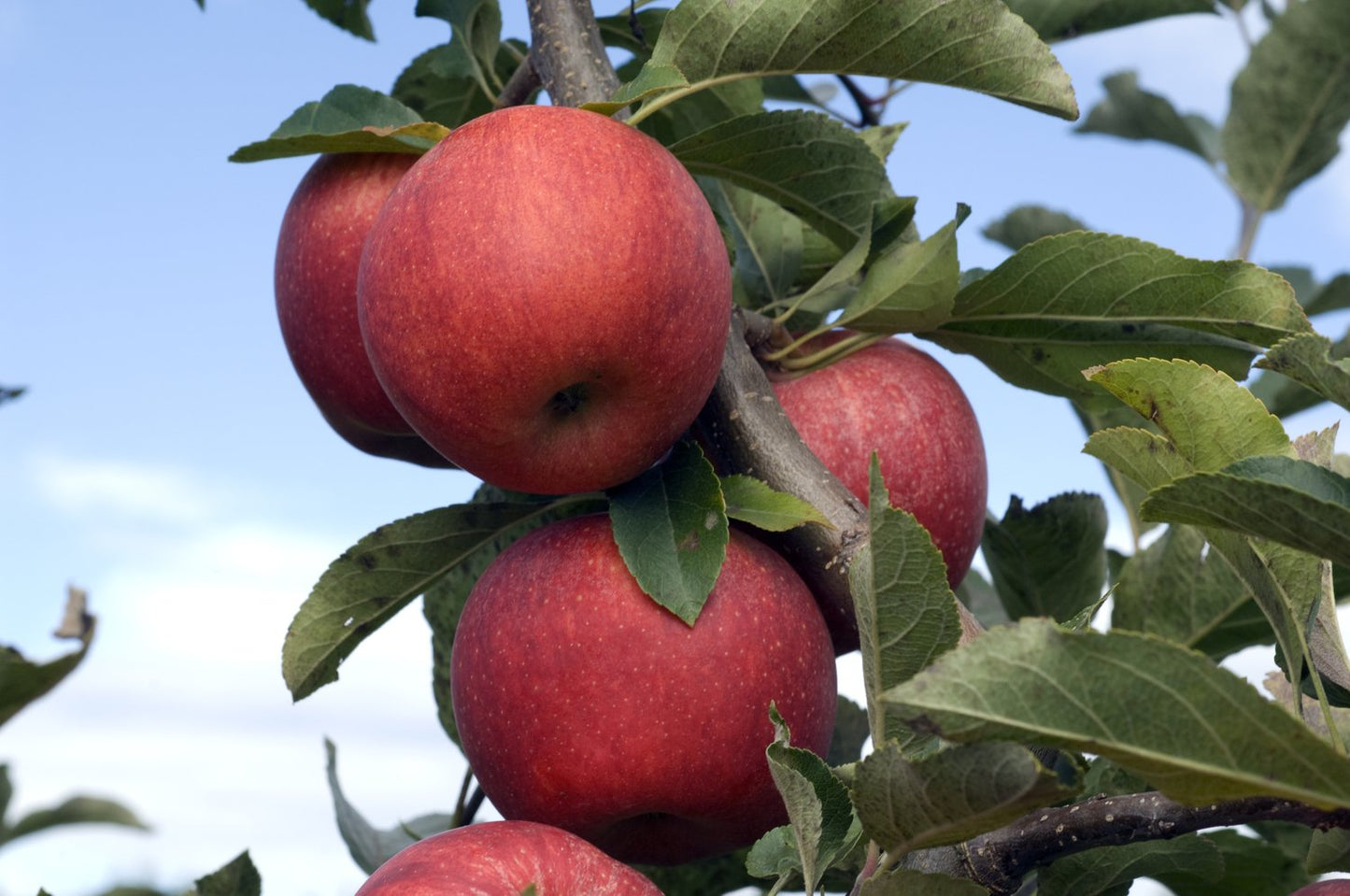 Malus domestica RÖD MELBA E, (äpple), inkl. uppbindnings kit