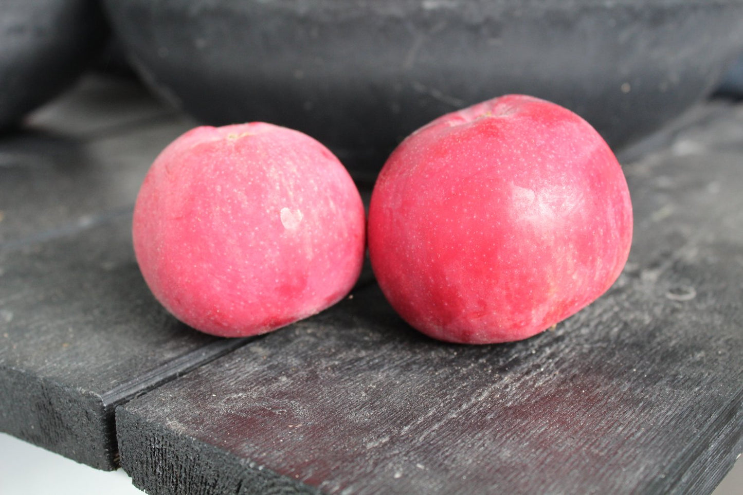 Malus domestica RÖD MELBA E, (äpple), inkl. uppbindnings kit