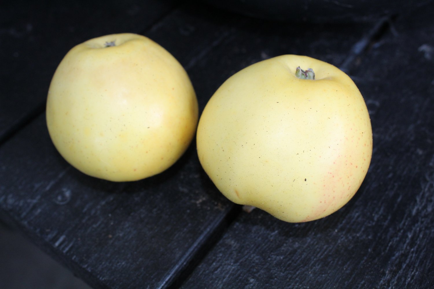 Malus domestica 'Silva' E, (äpple), inkl. uppbindnings kit