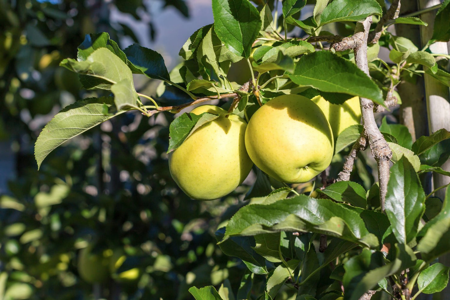 Malus domestica 'Silva' E, (äpple), inkl. uppbindnings kit