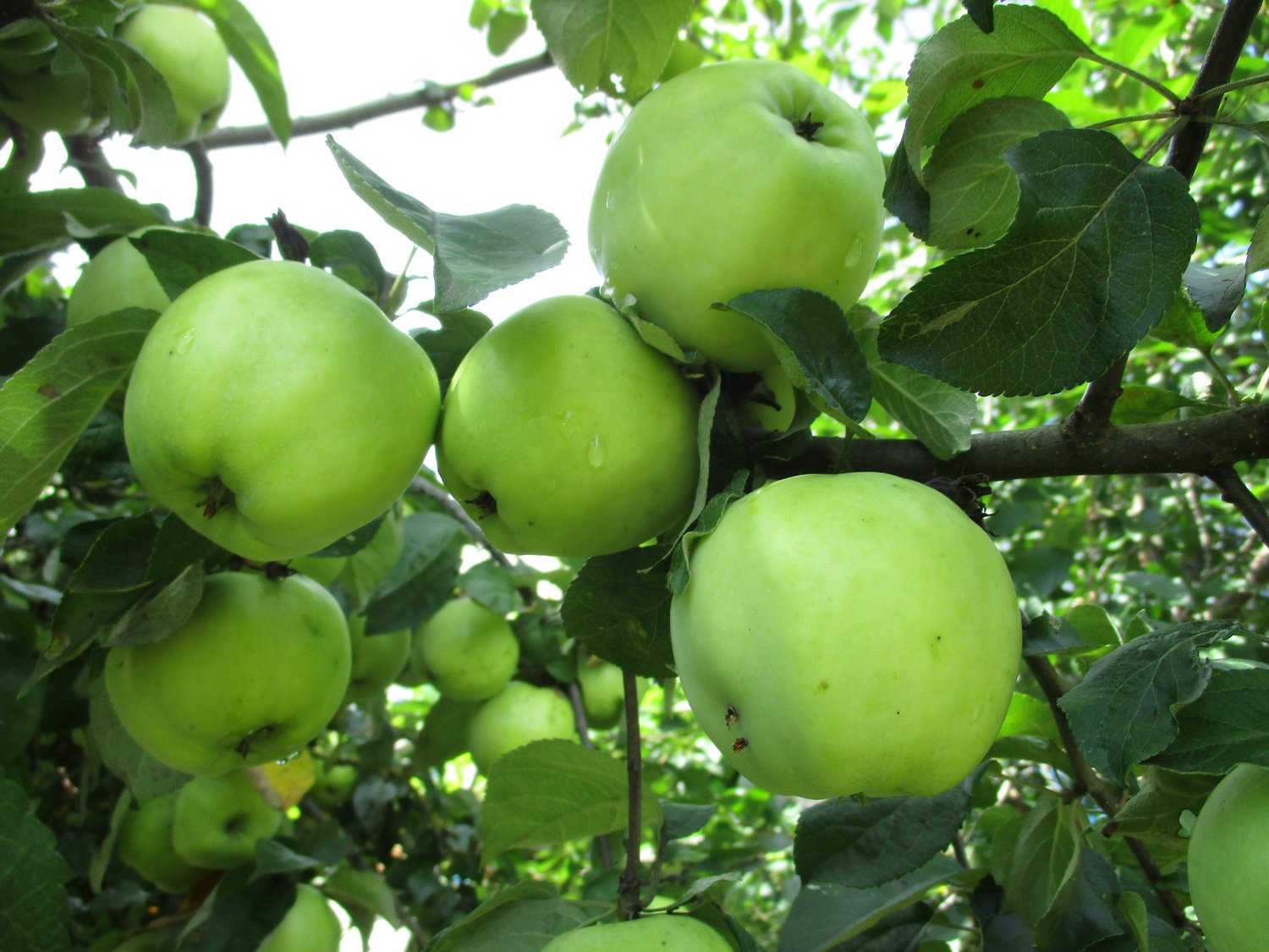 Malus domestica 'Silva' E, (äpple), inkl. uppbindnings kit