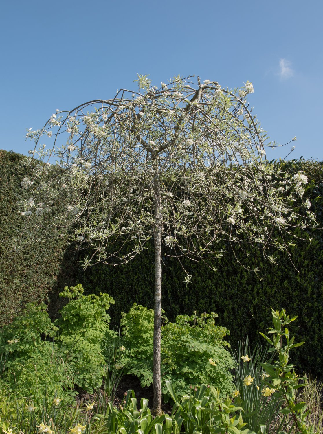 Pyrus salicifolia 'Pendula', Sh 60