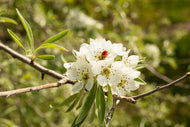Pyrus salicifolia 'Pendula', Sh 60
