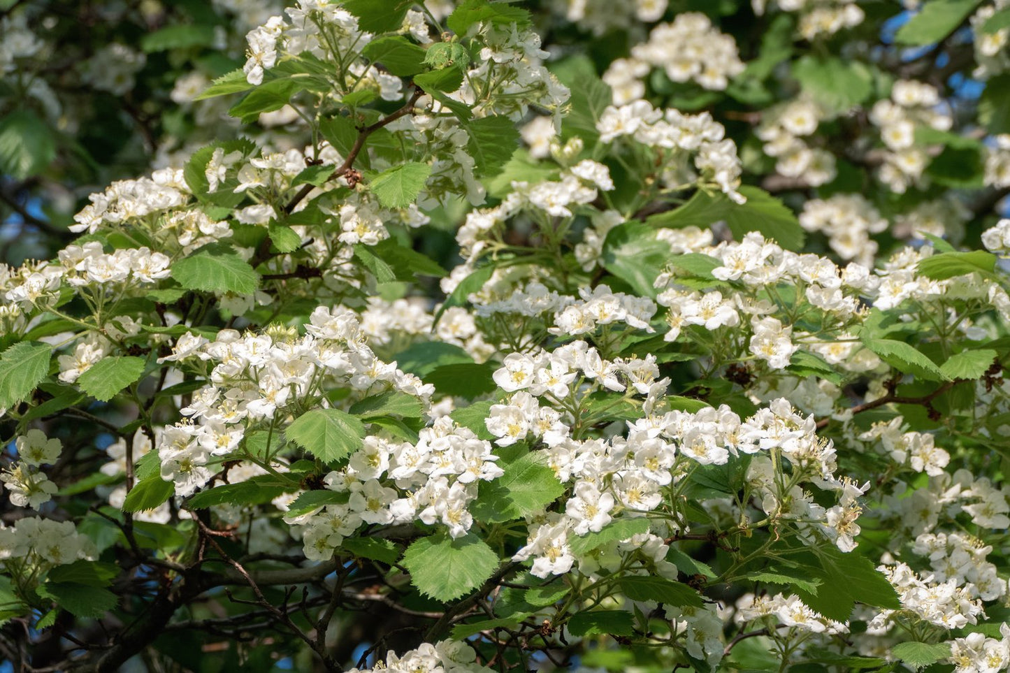 Crataegus intricata, 60-100 cm