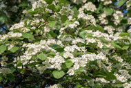 Crataegus intricata, 60-100 cm