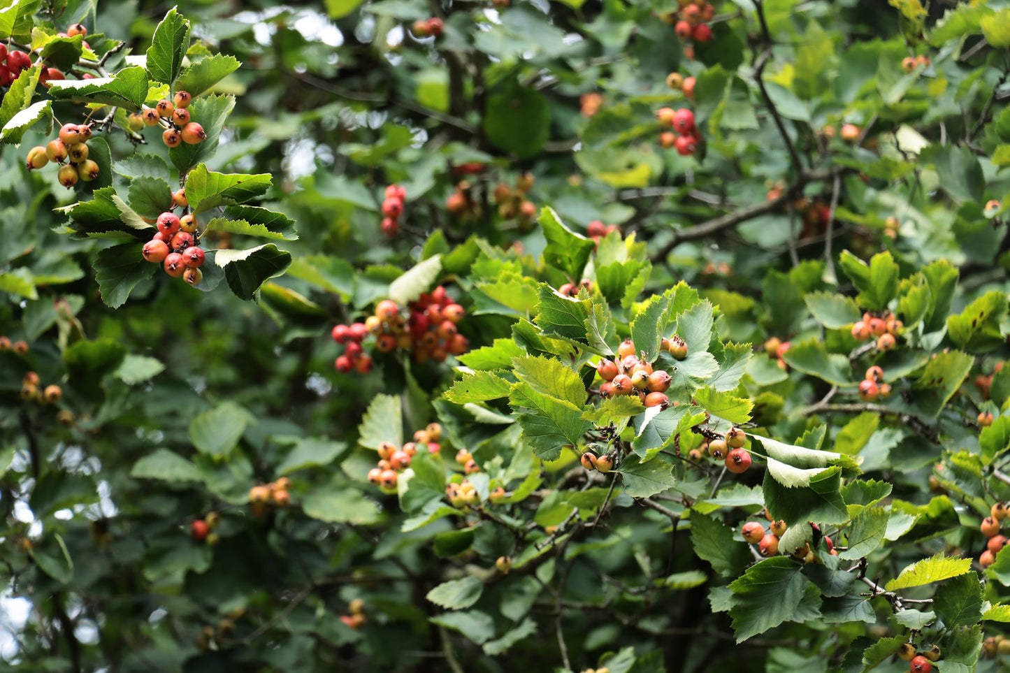 Crataegus intricata, 60-100 cm