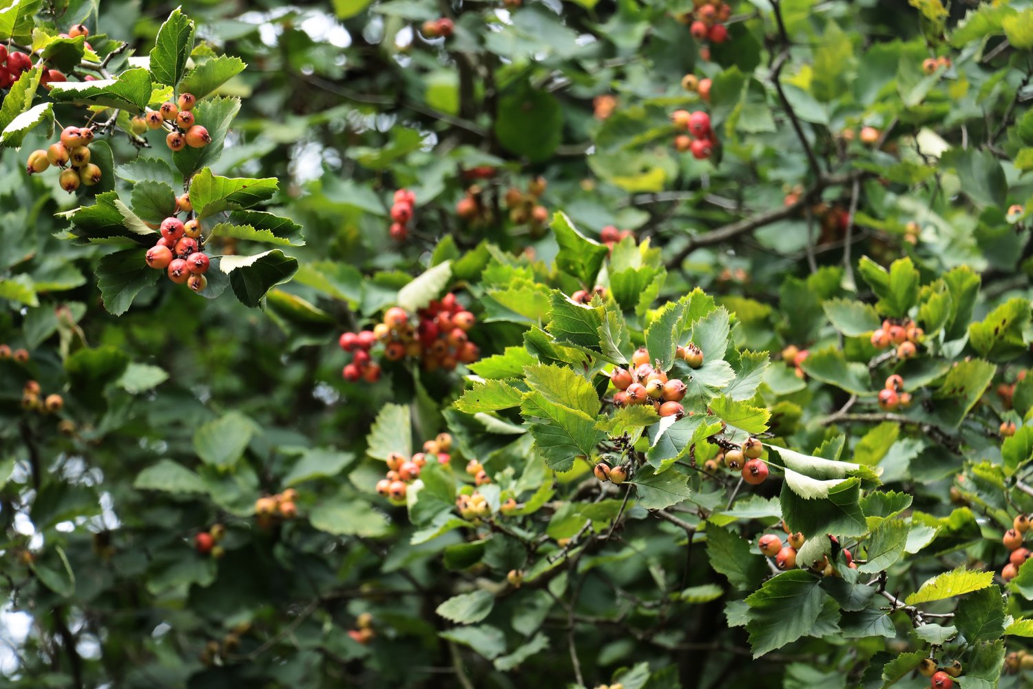 Crataegus intricata, 60-100 cm