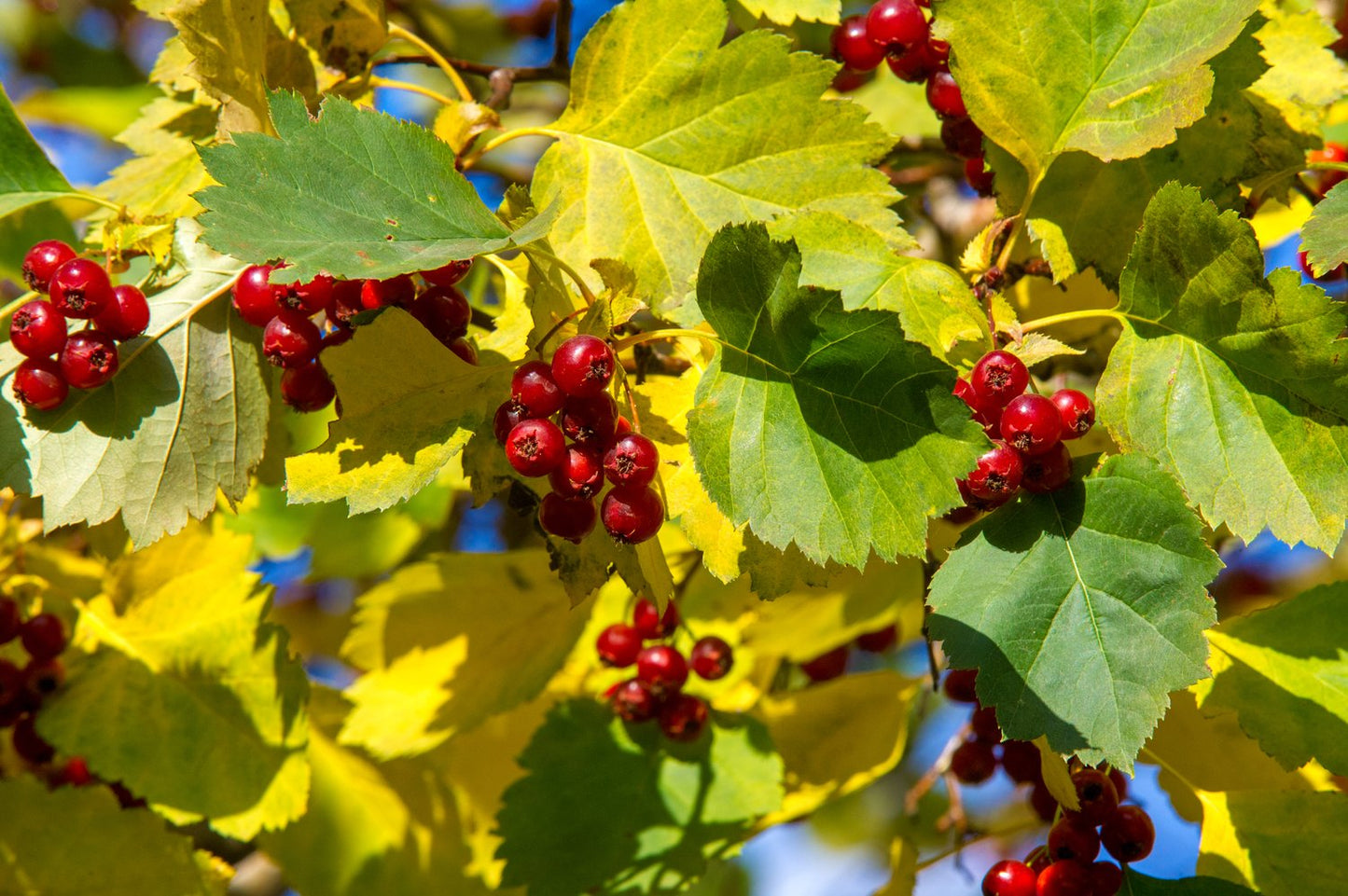 Crataegus intricata, 60-100 cm