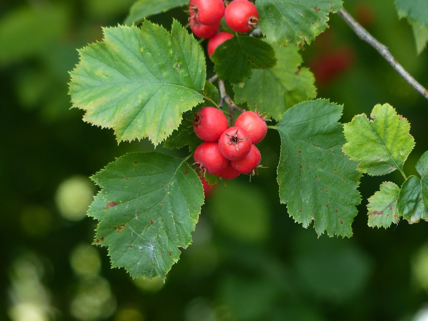 Crataegus intricata, 60-100 cm