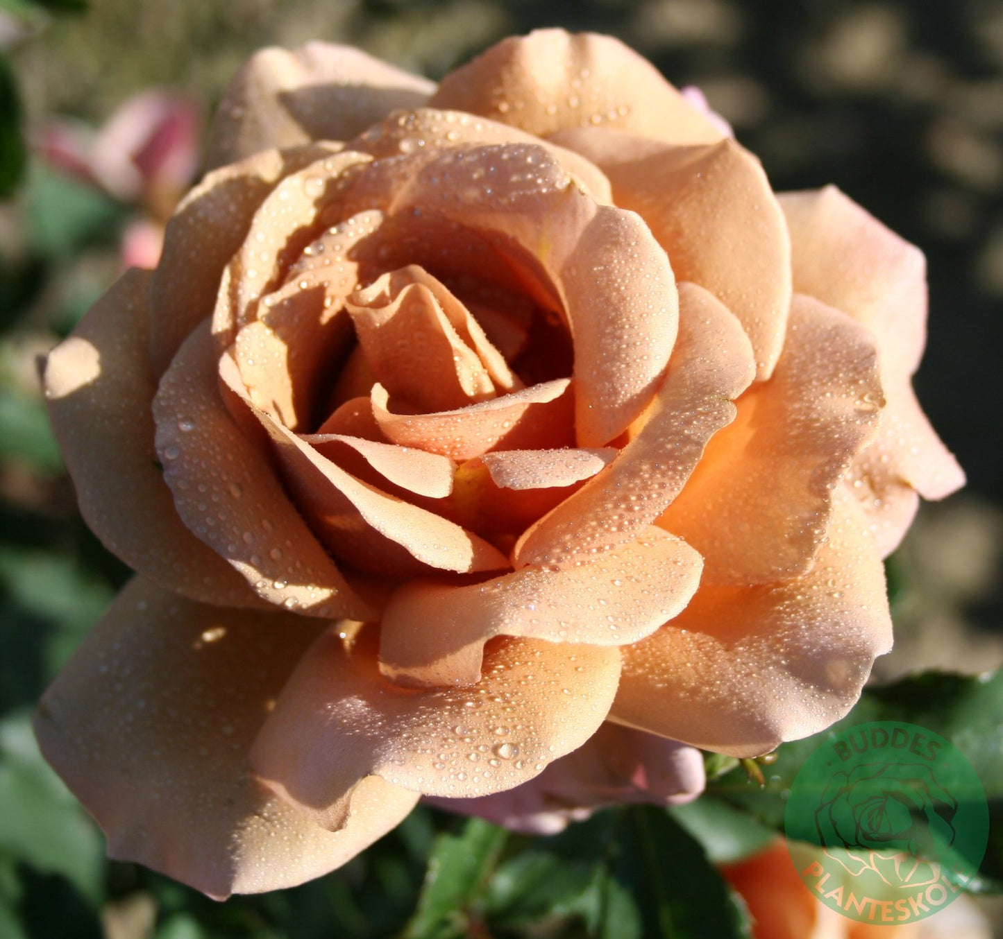 Rosa KOKO LOKO