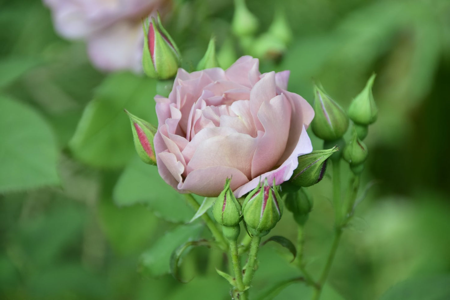 Rosa KOKO LOKO