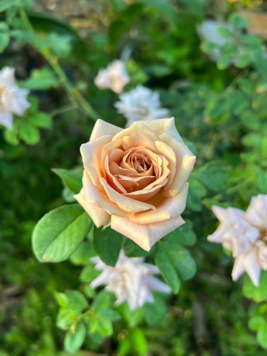 Rosa KOKO LOKO