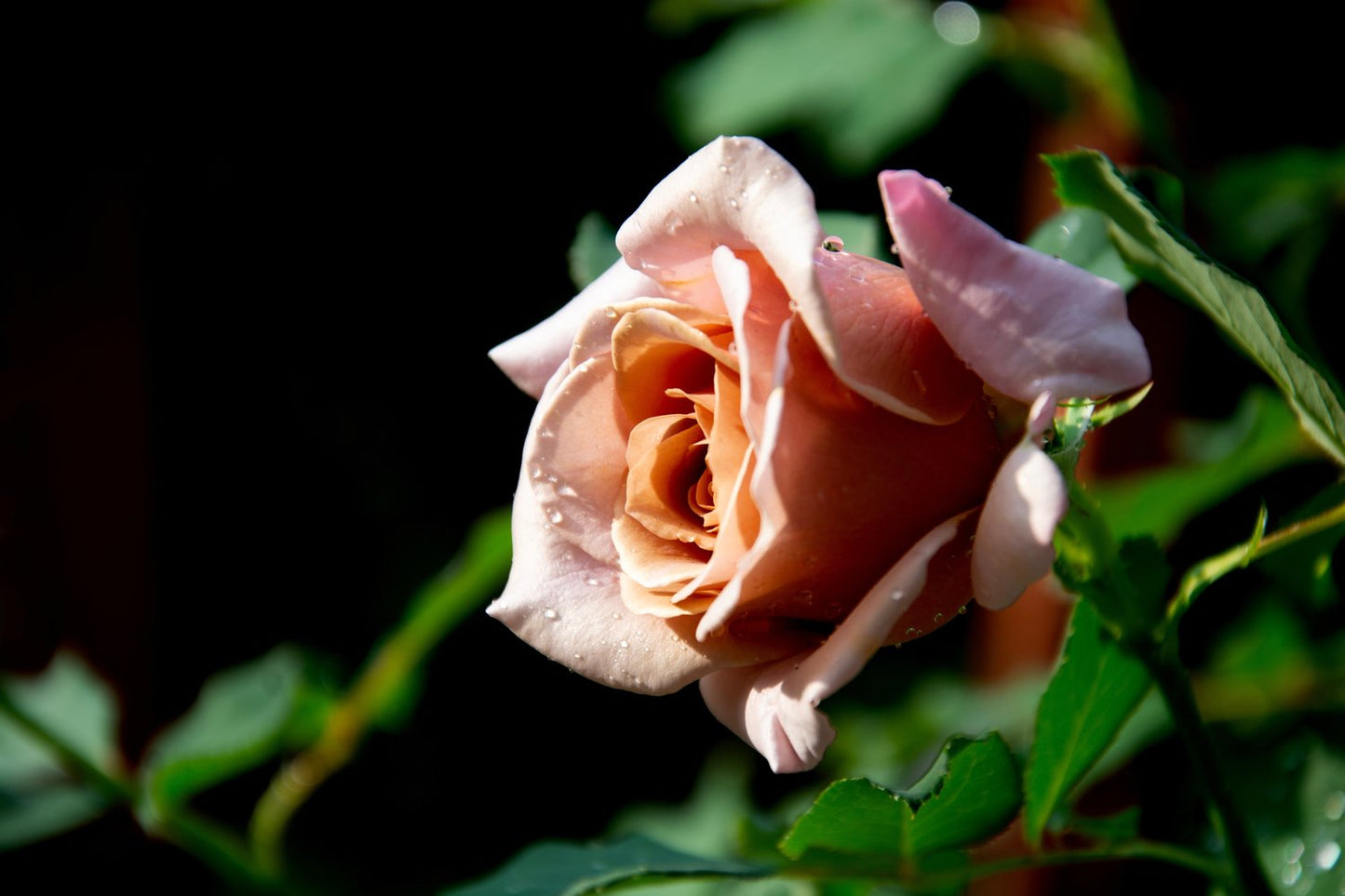 Rosa KOKO LOKO