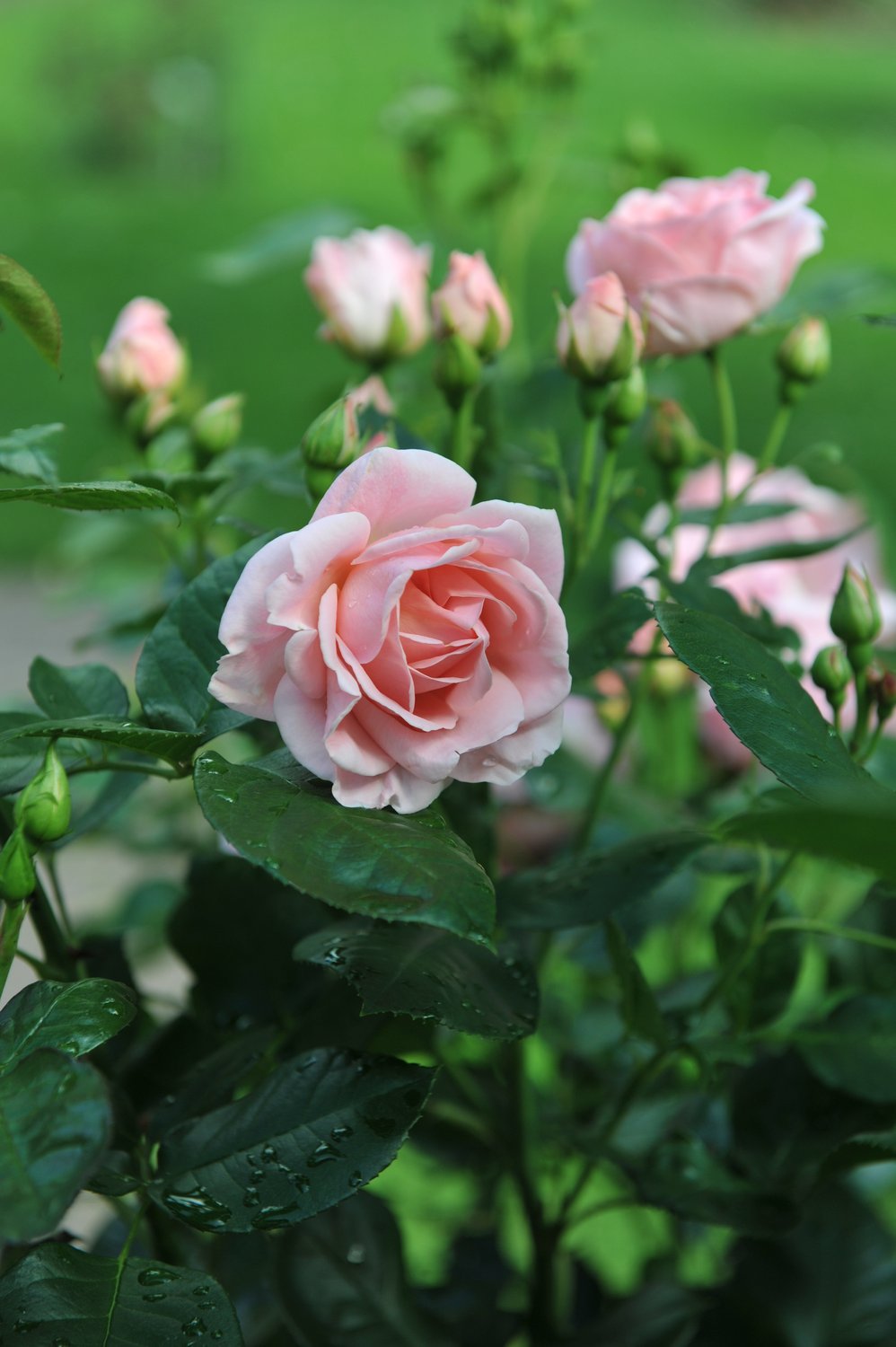 Rosa Astrid Lindgren