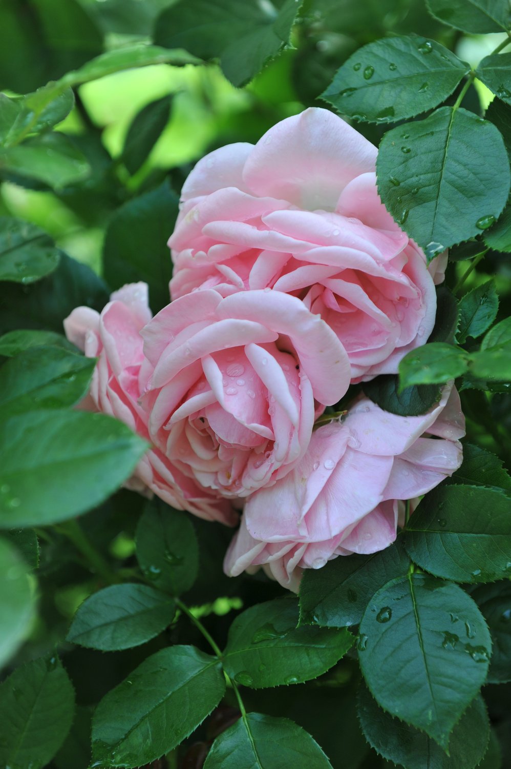 Rosa Astrid Lindgren