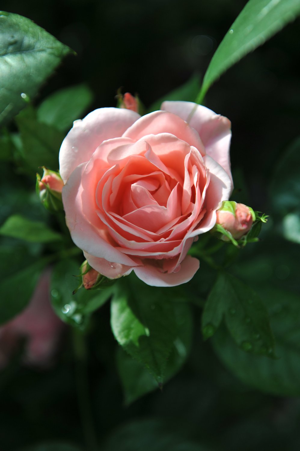 Rosa Astrid Lindgren