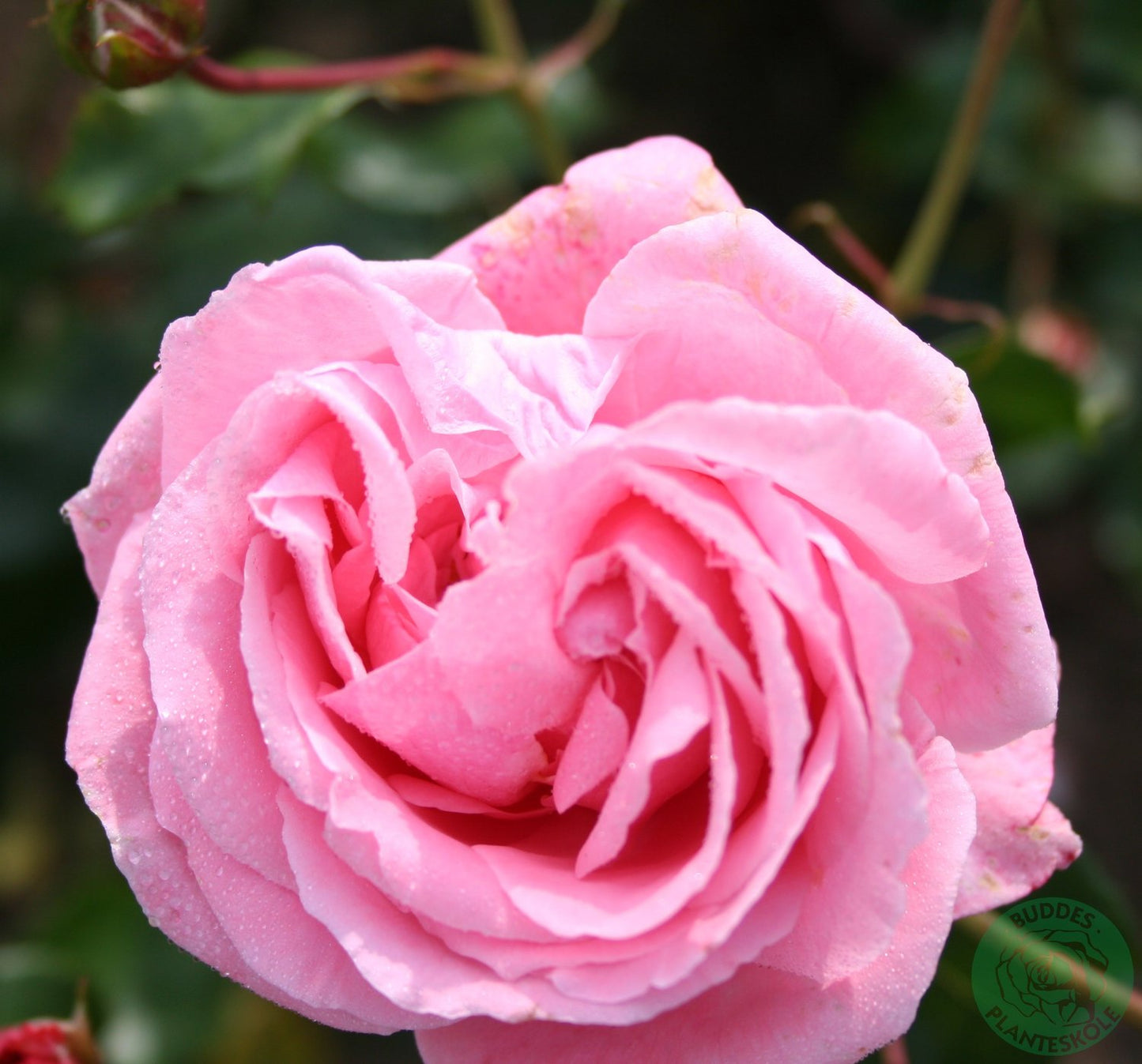 Rosa 'Coral Dawn'