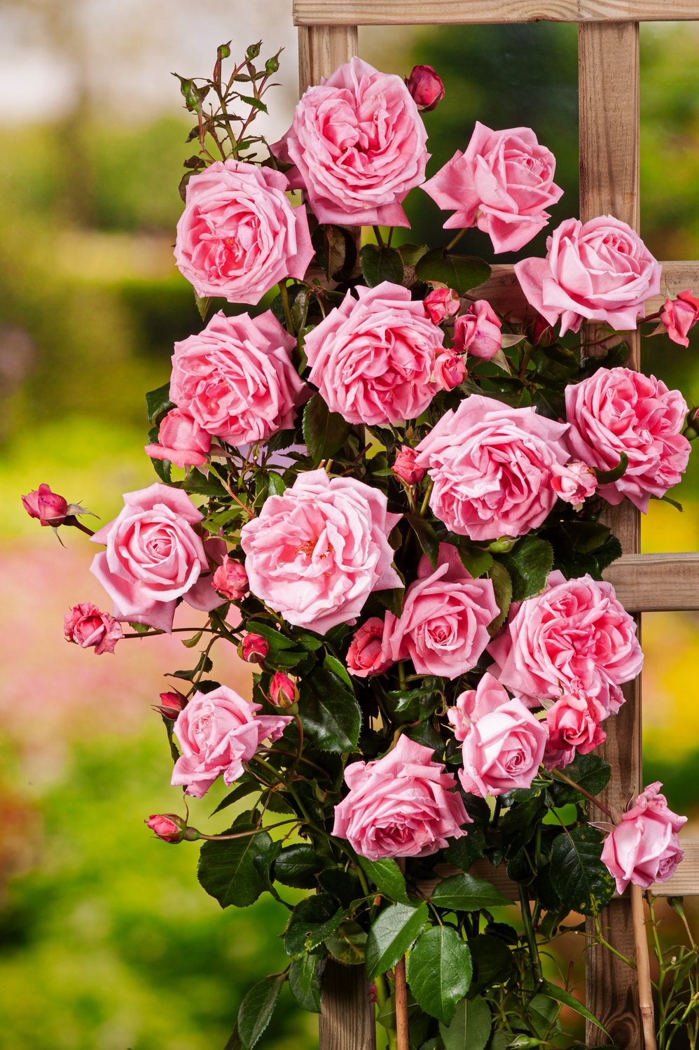 Rosa 'Coral Dawn'