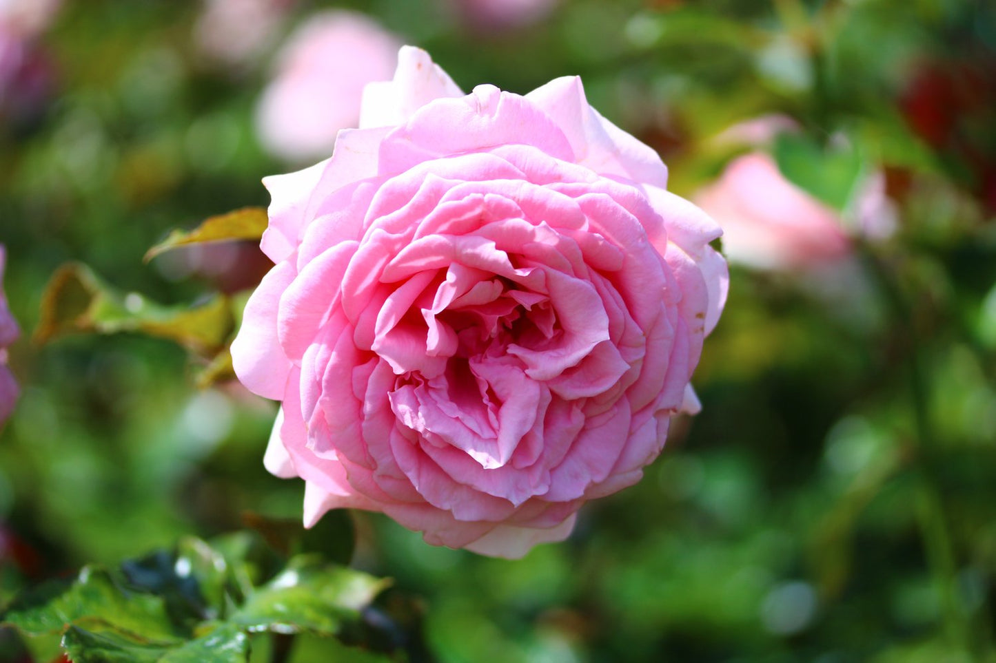 Rosa 'Coral Dawn'