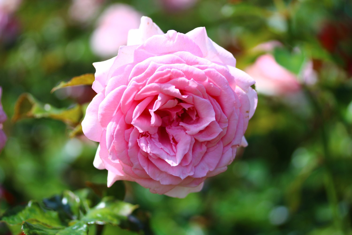 Rosa 'Coral Dawn'
