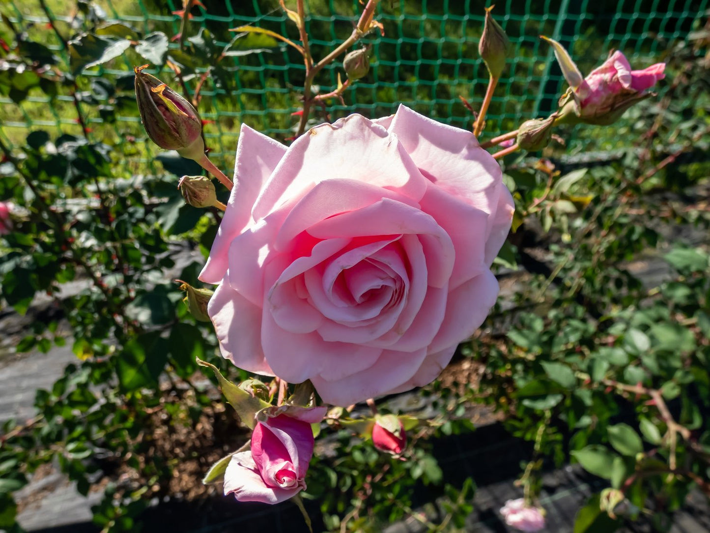 Rosa 'Coral Dawn'