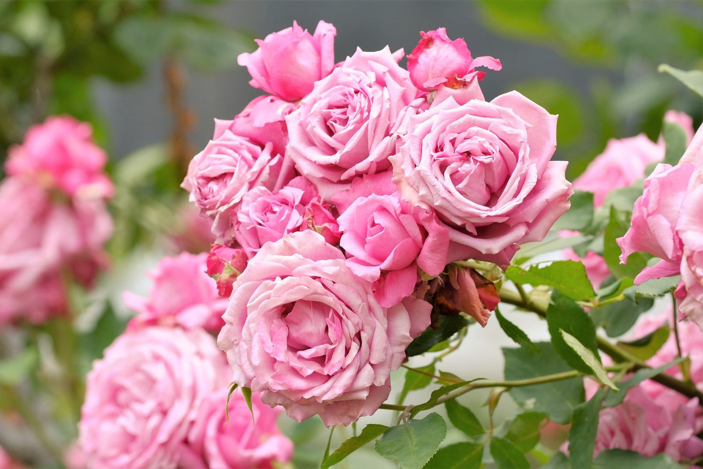 Rosa 'Coral Dawn'