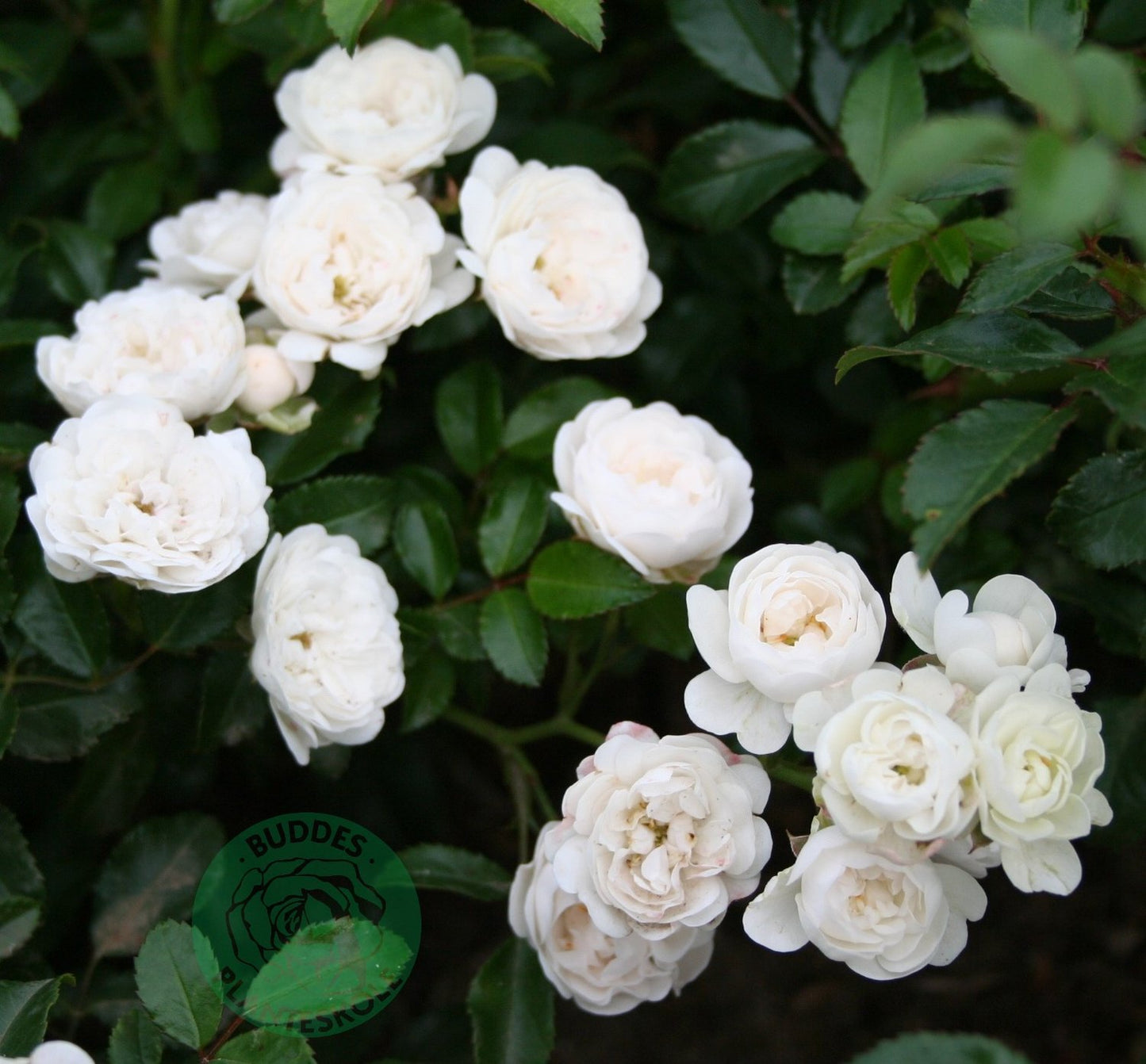 Rosa 'White Fairy'