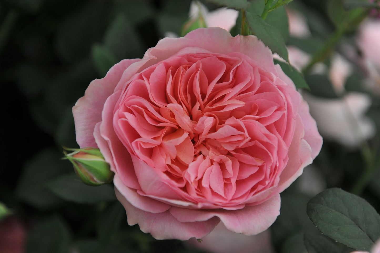 Rosa 'Boscobel'