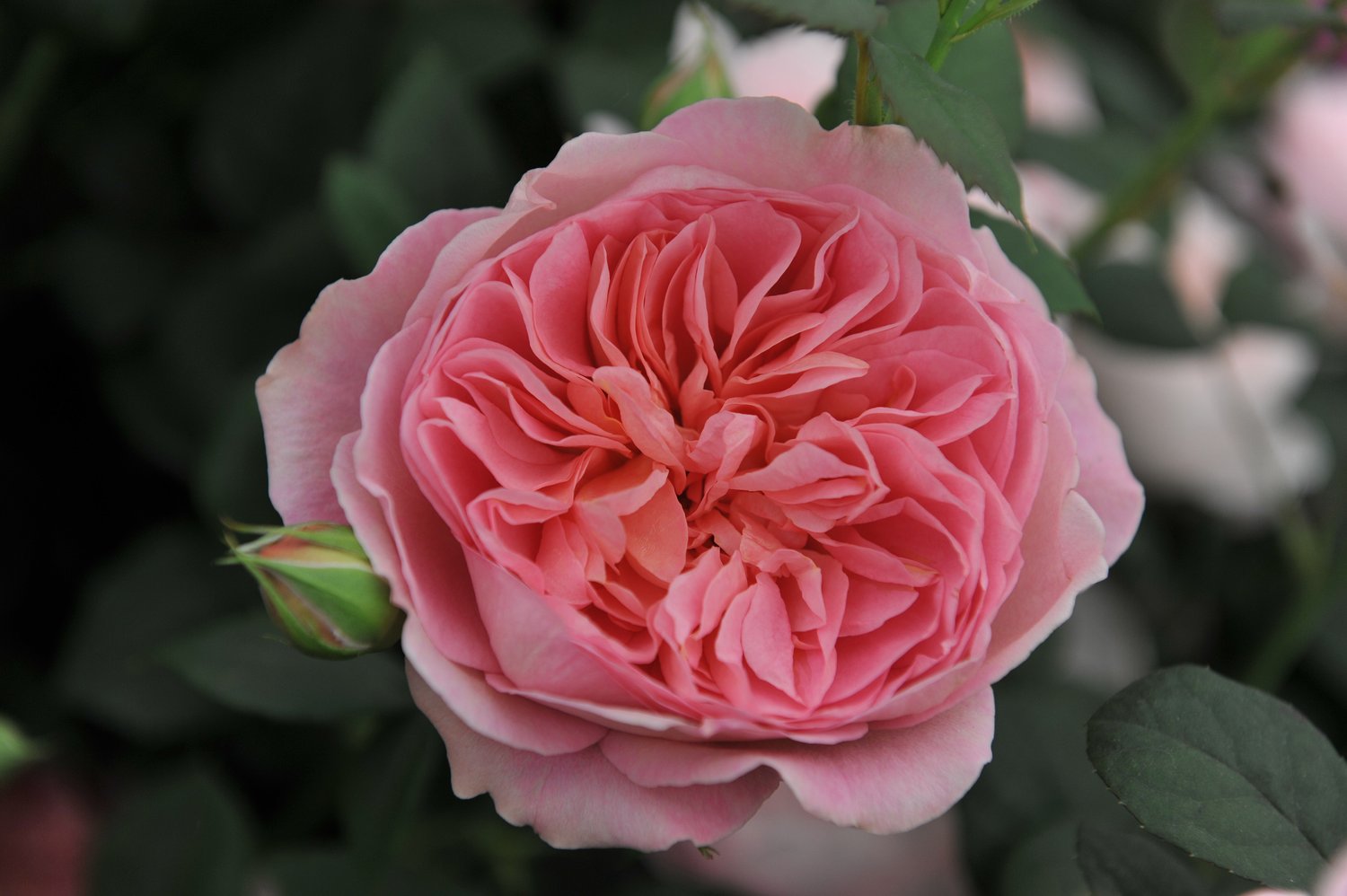 Rosa 'Boscobel'