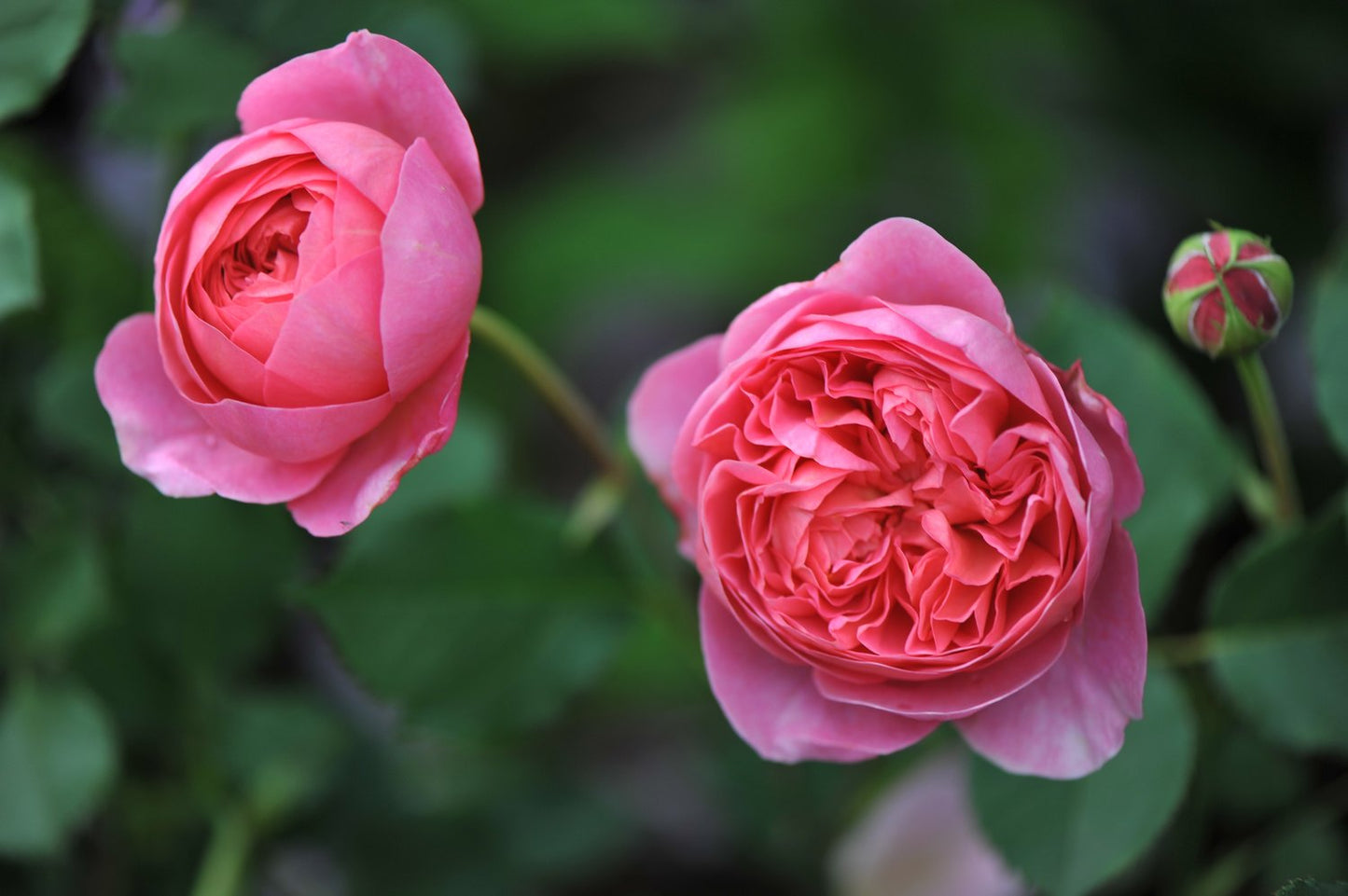 Rosa 'Boscobel'