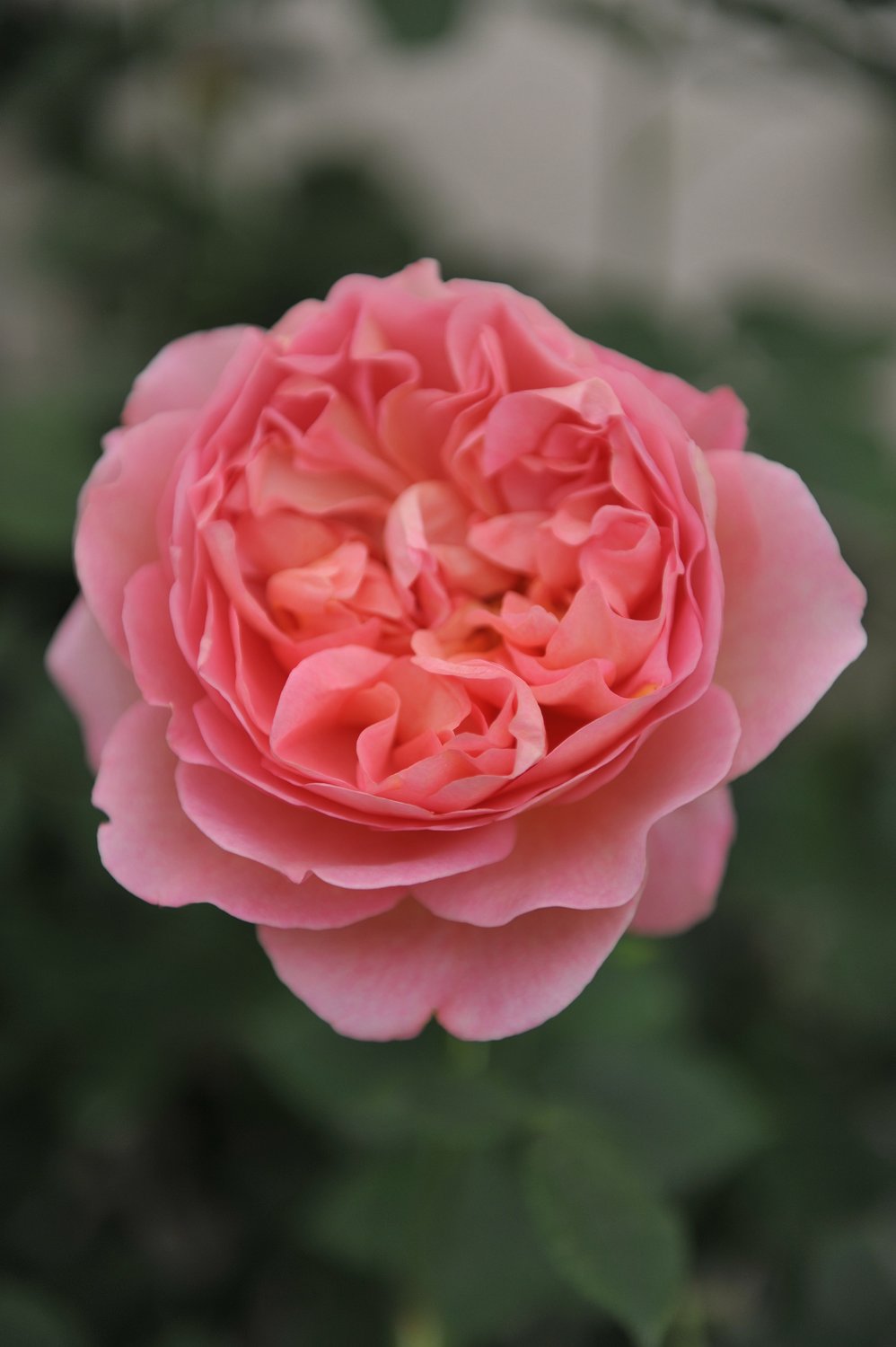 Rosa 'Boscobel'