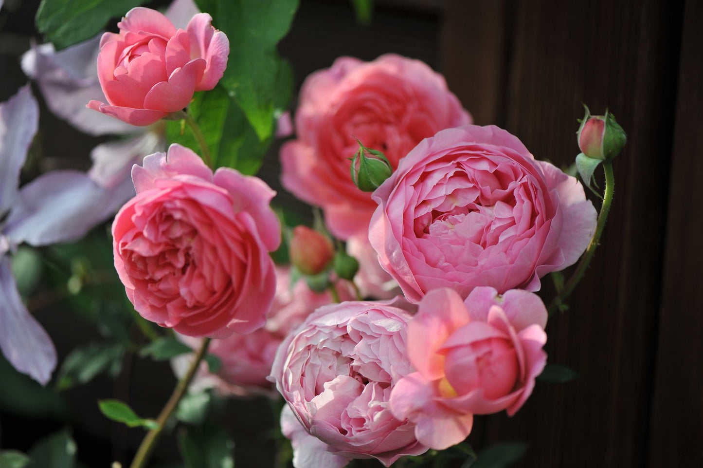 Rosa 'Boscobel'