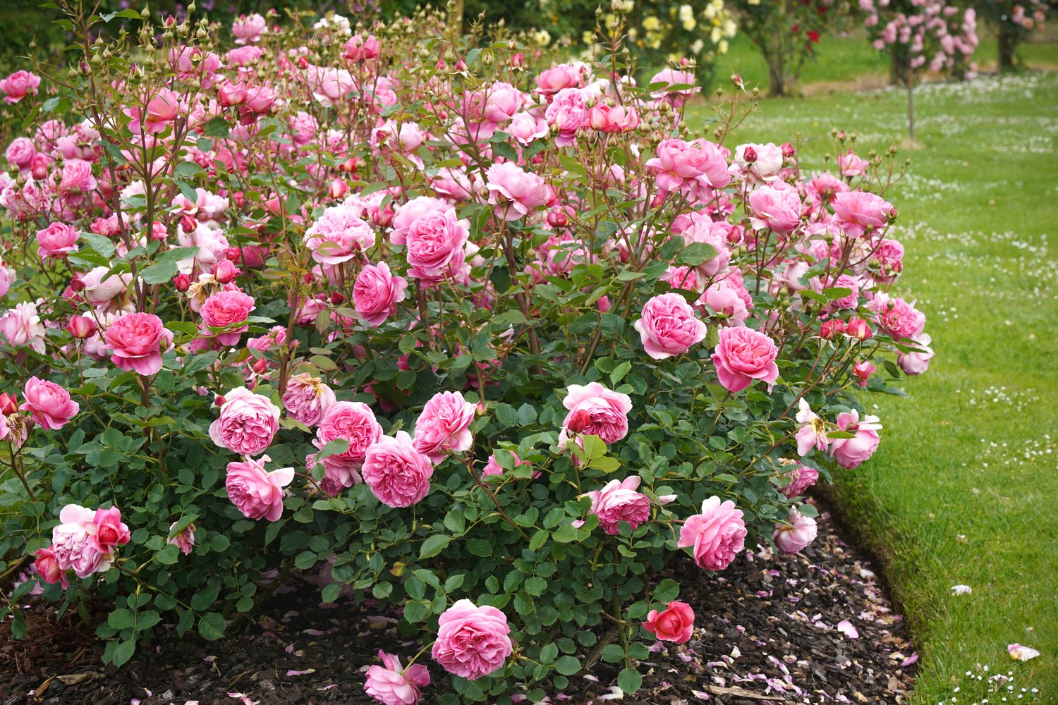 Rosa 'Boscobel'